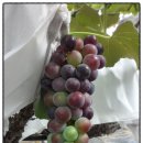 쟁골농장 이미지