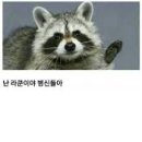 라쿤PC방 이미지