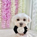 강아지미용실 정독 이미지