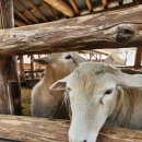 양떼목장 | 대관령 양떼목장 3월 다녀온 후기 양 먹이주기