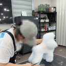 황실 애견미용 살롱 이미지