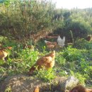 횡성 수농장 이미지