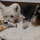 마이펫까까 이미지