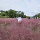 낙동강체육공원 파크골프장 끝 | [대저 공원] 핑크 뮬리와 팜파스그라스/ 낙동강의 생태공원들