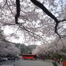 4.8(토)~9(일)/선도 수선화 축제&마이산 벚꽃축제 신청하세요 이미지