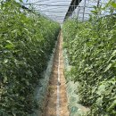 (마감)토경재배 흑토마토 당일수확해서 보내드립니다. 이미지