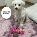 강아지 기관지 영양제 “에버모어 씨큐어 브레스” 𖤐ˊ˗
