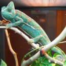 카멜레온 이미지