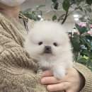 또바기 켄넬 이미지