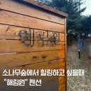 소나무숲펜션 | [태안/안면] 해림원펜션 :: 태안펜션추천 / 태안가족펜션 / 소나무 숲 펜션 리얼후기