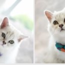 모리동물병원 이미지