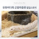 감탄스토어 | 유튜버다흑 곤충파충류 팝업스토어 리얼후기