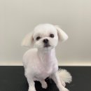 한일애견미용실 이미지