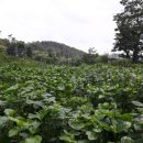 쪽빛하늘, 쪽빛바다, 청출어람, 쪽염색 이미지