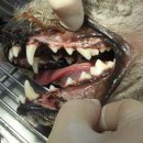 카페거리 동물병원 동행 이미지