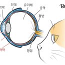 고양이눈 이미지
