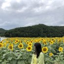 해바라기카페 - 포천시 구절초로 18 | 해바라기카페
