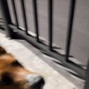 미로애견센터 이미지