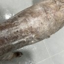 <b>프라임펫</b> 오가닉 샴푸