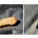 하늘소농장 이미지