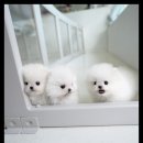 조이퍼피 강아지분양 이미지