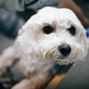 펫파크 동백점 이미지