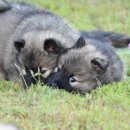 반려켄넬 이미지