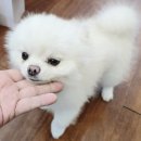 대일피싱