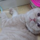 신촌동물병원 이미지