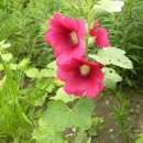 푸른소아청소년과의원 이미지