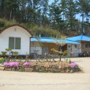 솔잎향기 이미지