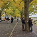 곡교천 은행나무길 이미지