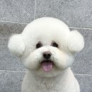 동물친구들 애견미용실 이미지