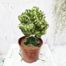 춘봉농장 이미지