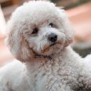 토이포토 이미지