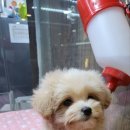 포포 데이케어 이미지