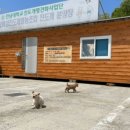 진도개 53카페 이미지