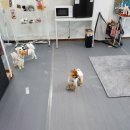 안독(Andog) 이미지
