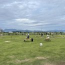 하이멍 애견카페 이미지