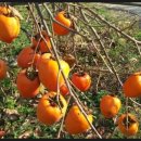 영신농원 이미지