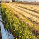 전원농약종묘사 이미지