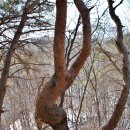연아 닮은 소나무(월악산국립공원 내) 이미지