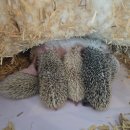 와우펫앤쥬 양산점 | < 양산 파충류샵 > 고슴도치 분양은 와우펫앤쥬 양산점 추천!