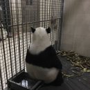 판다 이미지