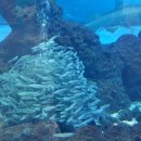 아쿠아수족관 이미지