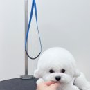 디어마이모모 이미지