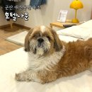 호텔나운 | 군산 애견동반 여행지 숙소 '호텔나운' 가족여행으로 3객실 이용 후기 (내돈내산)
