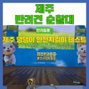 댕댕이지 | 반려견 순찰대 선발 실습 심사 후기 제주 댕댕이 안전지킴이