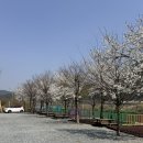 단양 무지개 오토캠핑장 이미지