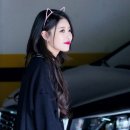 분홍고양이 이미지
